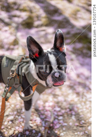 [Spring] Boston Terrier [Cherry Blossoms] 139107754