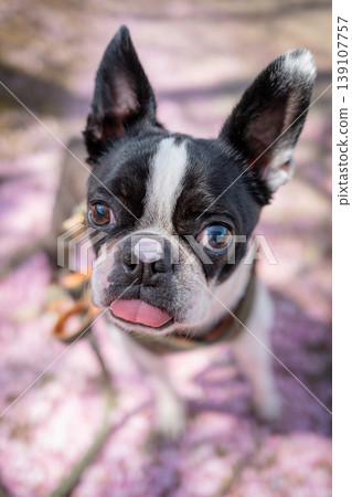 [Spring] Boston Terrier [Cherry Blossoms] 139107757