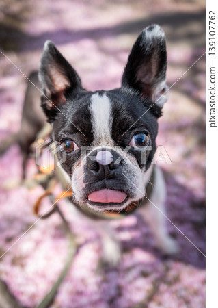 [Spring] Boston Terrier [Cherry Blossoms] 139107762