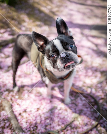 [Spring] Boston Terrier [Cherry Blossoms] 139107763