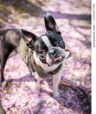 [Spring] Boston Terrier [Cherry Blossoms] 139107766