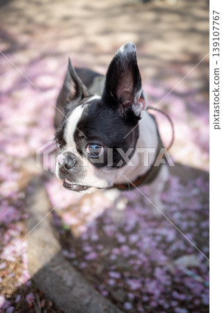 [Spring] Boston Terrier [Cherry Blossoms] 139107767