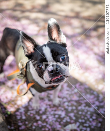 [Spring] Boston Terrier [Cherry Blossoms] 139107771