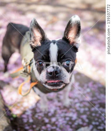 [Spring] Boston Terrier [Cherry Blossoms] 139107772