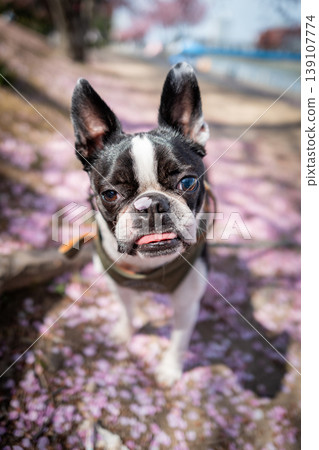 [Spring] Boston Terrier [Cherry Blossoms] 139107774