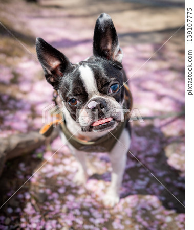 [Spring] Boston Terrier [Cherry Blossoms] 139107775