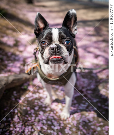 [Spring] Boston Terrier [Cherry Blossoms] 139107777