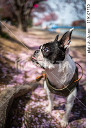 [Spring] Boston Terrier [Cherry Blossoms] 139107780