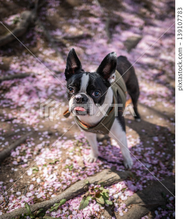 [Spring] Boston Terrier [Cherry Blossoms] 139107783