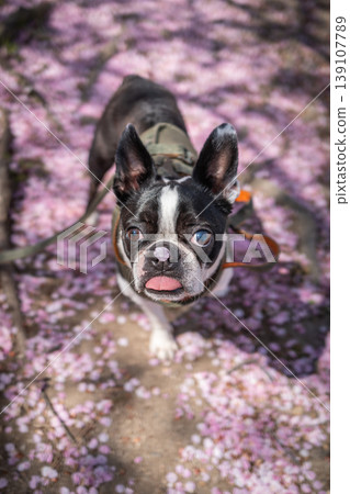 [Spring] Boston Terrier [Cherry Blossoms] 139107789