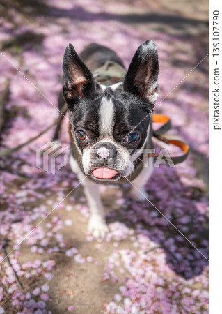 [Spring] Boston Terrier [Cherry Blossoms] 139107790