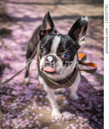 [Spring] Boston Terrier [Cherry Blossoms] 139107791