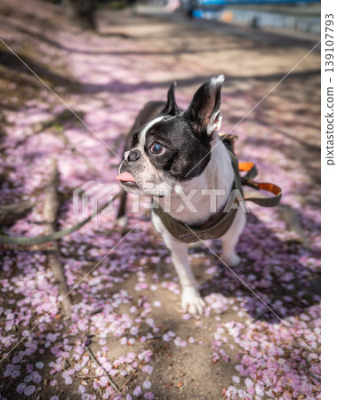 [Spring] Boston Terrier [Cherry Blossoms] 139107793