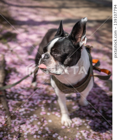 [Spring] Boston Terrier [Cherry Blossoms] 139107794