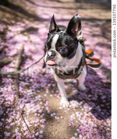 [Spring] Boston Terrier [Cherry Blossoms] 139107798