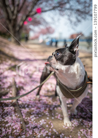 [Spring] Boston Terrier [Cherry Blossoms] 139107799