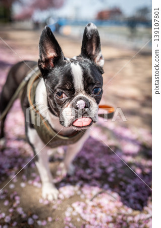 [Spring] Boston Terrier [Cherry Blossoms] 139107801