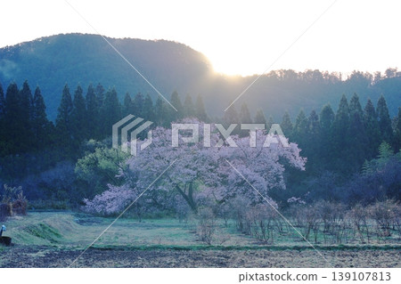觀音櫻花樹 / 栃木縣鹿沼市板賀 139107813