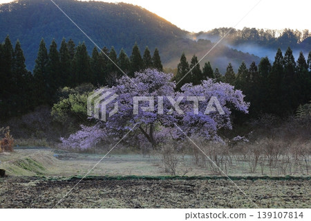 觀音櫻花樹 / 栃木縣鹿沼市板賀 139107814