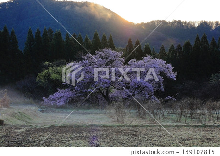 觀音櫻花樹 / 栃木縣鹿沼市板賀 139107815