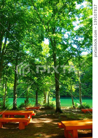 Dokko Swamp, Zao, Fresh Greenery 139107817