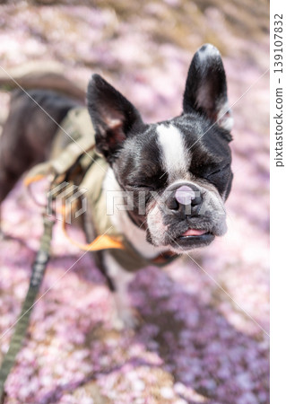 [Spring] Boston Terrier [Cherry Blossoms] 139107832
