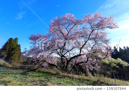 觀音櫻花樹 / 栃木縣鹿沼市板賀 觀音櫻花樹 / 栃木縣鹿沼市板賀 139107844