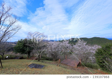 富士山公園的櫻花 / 栃木縣鹿沼市 富士山公園的櫻花 / 栃木縣鹿沼市 139107868