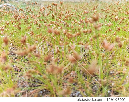 Selective focus of the grass field Bulbostylis Barbata, a wild plant. Selective focus of the grass field Bulbostylis Barbata, a wild plant. 139107901