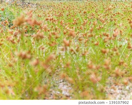 Selective focus of the grass field Bulbostylis Barbata, a wild plant. 139107902