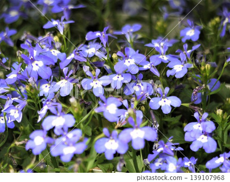 藍色半邊蓮花 139107968
