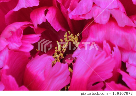 在一朵碩大的紅粉色花朵裡 在一朵碩大的紅粉色花朵裡 139107972
