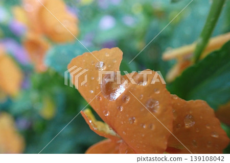 橙色花朵在雨滴的映襯下閃閃發光的特寫照片(背景素材) 橙色花朵在雨滴的映襯下閃閃發光的特寫照片(背景素材) 139108042