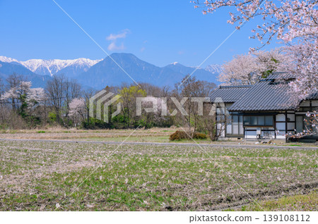 Snow-capped Northern Alps and cherry blossoms blooming in the fields [Azumino City] 139108112