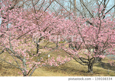 赤塚山公園的河津櫻花 139108334