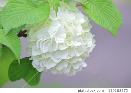 白色和圓形的花朵 139108375