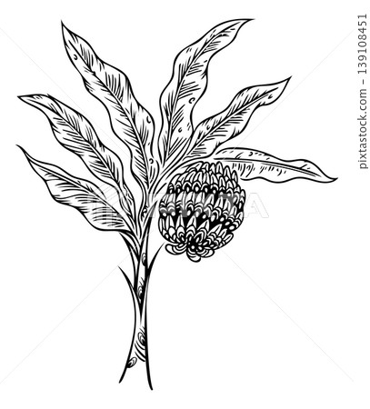 Surrealism botanical illustration, a detailed drawing of a banana plant with intricate leaves and a unique bunch. Surrealism botanical illustration, a detailed drawing of a banana plant with intricate leaves and a unique bunch. 139108451
