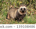 Wild raccoon dumpling 139108486