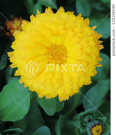 Calendula Calendula 139108599