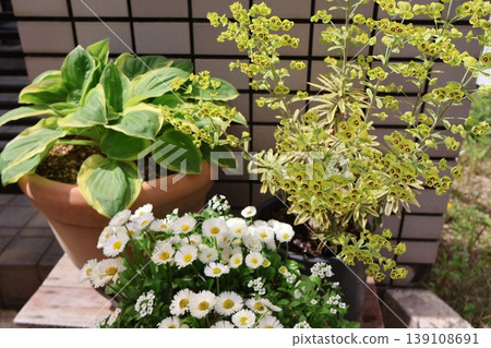 入口前的花盆 139108691