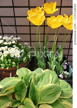 一盆黃色鬱金香和玉簪的組合花。 139108695