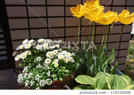 一盆黃色鬱金香和雛菊 139108696
