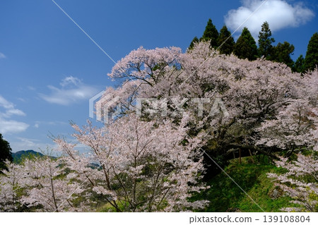 Cherry blossoms at Buddha Temple Cherry blossoms at Buddha Temple 139108804