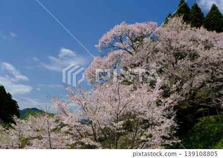 Cherry blossoms at Buddha Temple Cherry blossoms at Buddha Temple 139108805