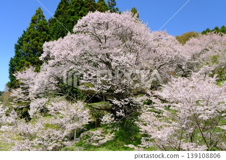 Cherry blossoms at Buddha Temple 139108806