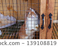 A brown and white rabbit sits inside a wooden cage with a metal grid looking at the camera with a water bottle and bowl visible pet care animal welfare domestic pet concept 139108819