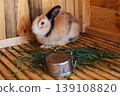 A ginger and white rabbit with black markings sits in a wooden cage with fresh green grass and a metal bowl visible pet care domestic animal husbandry pet concept 139108820