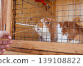 A brown and white rabbit sits inside a wooden cage with a metal grid looking at the camera with a water bottle and bowl visible pet care animal welfare domestic pet concept 139108822