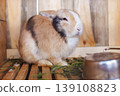 A ginger and white rabbit with black markings sits in a wooden cage with fresh green grass and a metal bowl visible pet care domestic animal husbandry pet concept 139108823