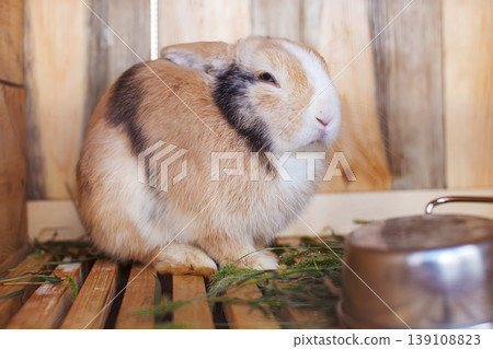 A ginger and white rabbit with black markings sits in a wooden cage with fresh green grass and a metal bowl visible pet care domestic animal husbandry pet concept A ginger and white rabbit with black markings sits in a wooden cage with fresh green grass and a metal bowl visible pet care domestic animal husbandry pet concept 139108823